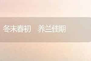 冬末春初 养兰佳期
