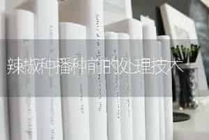 辣椒种播种前的处理技术
