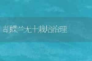 马蹄莲冬天催花管理要点