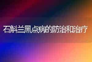 石斛兰黑点病的防治和治疗