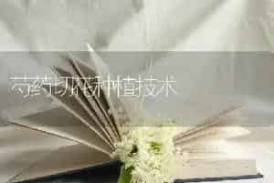 芍药切花种植技术