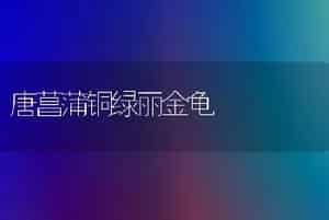 唐菖蒲铜绿丽金龟