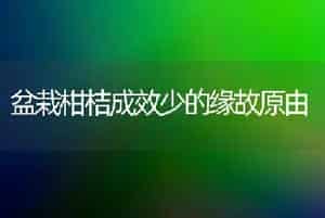 盆栽柑桔成效少的缘故原由