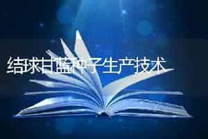 结球甘蓝种子生产技术