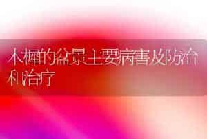 木樨的盆景主要病害及防治和治疗