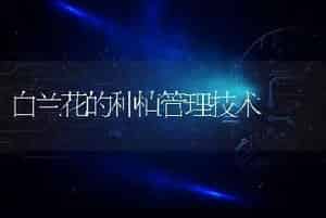 白兰花的种植管理技术
