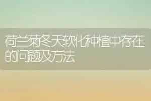 荷兰菊冬天软化种植中存在的问题及方法