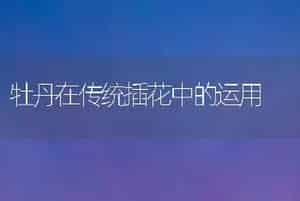 牡丹在传统插花中的运用