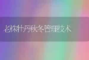 老株牡丹秋冬管理技术