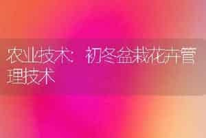 农业技术:初冬盆栽花卉管理技术