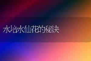 水培水仙花的秘诀