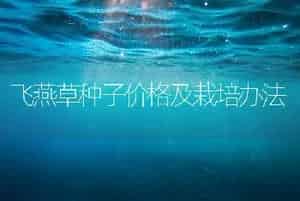 茉莉花的剪枝