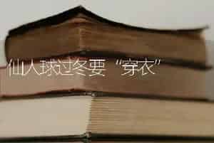 仙人球过冬要“穿衣”