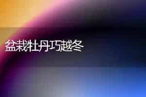 盆栽牡丹巧越冬