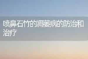 水培花草～～水培文竹心得