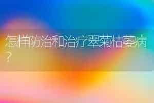 怎样防治和治疗翠菊枯萎病？