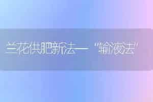 兰花供肥新法―“输液法”