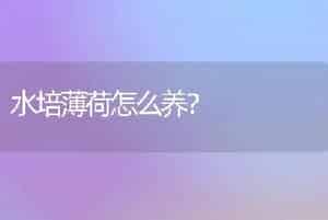 水培薄荷怎么养？