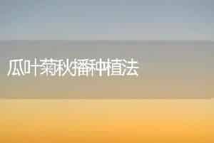 瓜叶菊秋播种植法