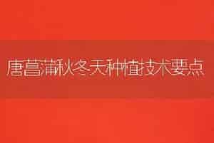 唐菖蒲秋冬天种植技术要点