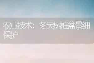 农业技术:冬天树桩盆景细保护