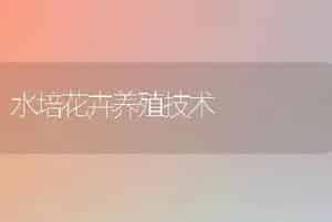 水培花卉养殖技术
