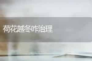 荷花越冬咋治理