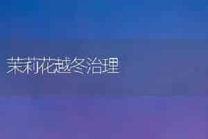茉莉花越冬治理