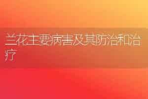兰花主要病害及其防治和治疗