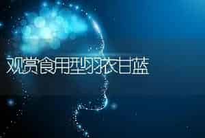 观赏食用型羽衣甘蓝