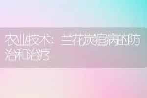 农业技术:兰花炭疽病的防治和治疗