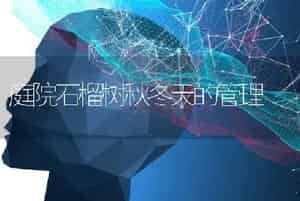 庭院石榴树秋冬天的管理