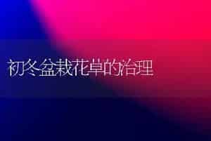 初冬盆栽花草的治理