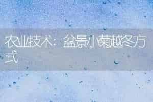 农业技术:盆景小菊越冬方式