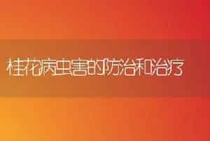 桂花病虫害的防治和治疗