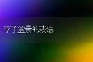 李子盆景的栽培