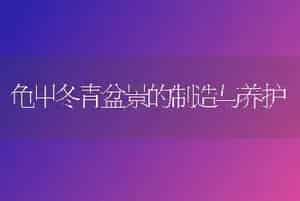 龟甲冬青盆景的制造与养护