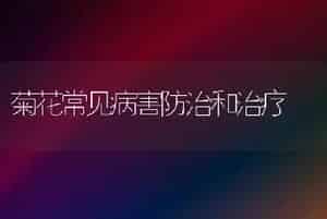 菊花常见病害防治和治疗
