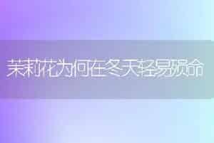 茉莉花为何在冬天轻易殒命