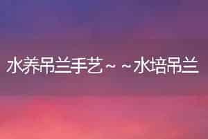 水养吊兰手艺～～水培吊兰