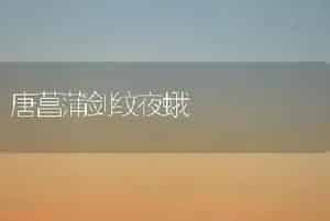 唐菖蒲剑纹夜蛾