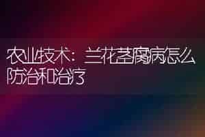 农业技术:兰花茎腐病怎么防治和治疗