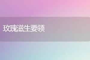 玫瑰滋生要领