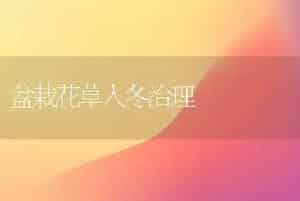 盆栽花草入冬治理