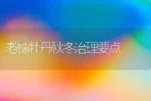 老株牡丹秋冬治理要点