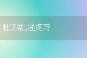 杜鹃盆景的冬管
