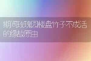 期间玫瑰园楼盘竹子不成活的缘故原由
