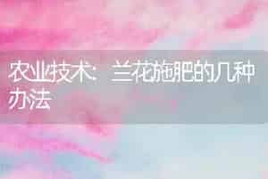 农业技术:兰花施肥的几种办法