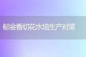 郁金香切花水培生产对策