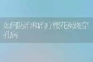 如何防治和治疗樱花褐斑穿孔病